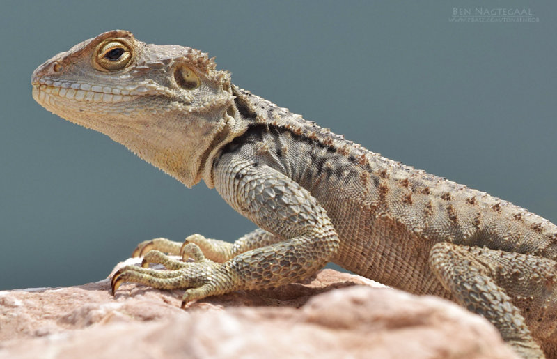 Hardoen - Roughtail Rock Agama - Stellagama Stellio Cypriaca