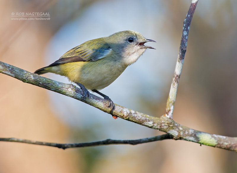 Groengrijze Honingvogel - Plain Flowerpecker - Dicaeum minullum