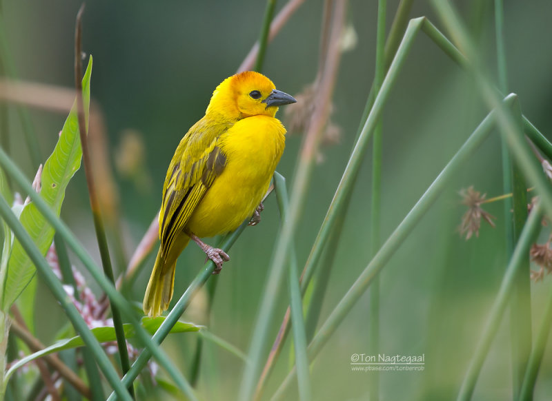 Tavetawever - Taveta Golden Weaver - Ploceus castaneiceps