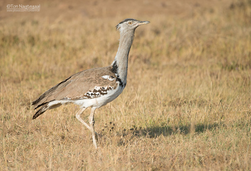 Koritrap - Kori Bustard - Ardeotis kori