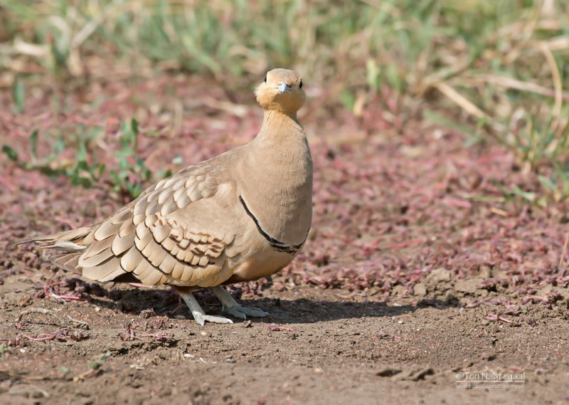 Roodbuikzandhoen  - Chestnut-bellied Sandgrouse -Pterocles exustus 