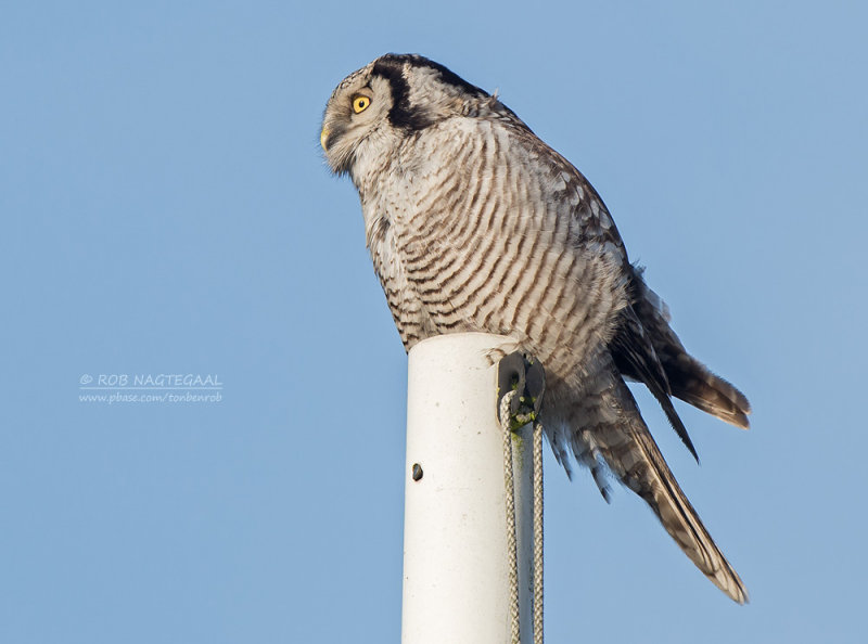 Sperweruil - Northern hawk owl - Surnia ulula