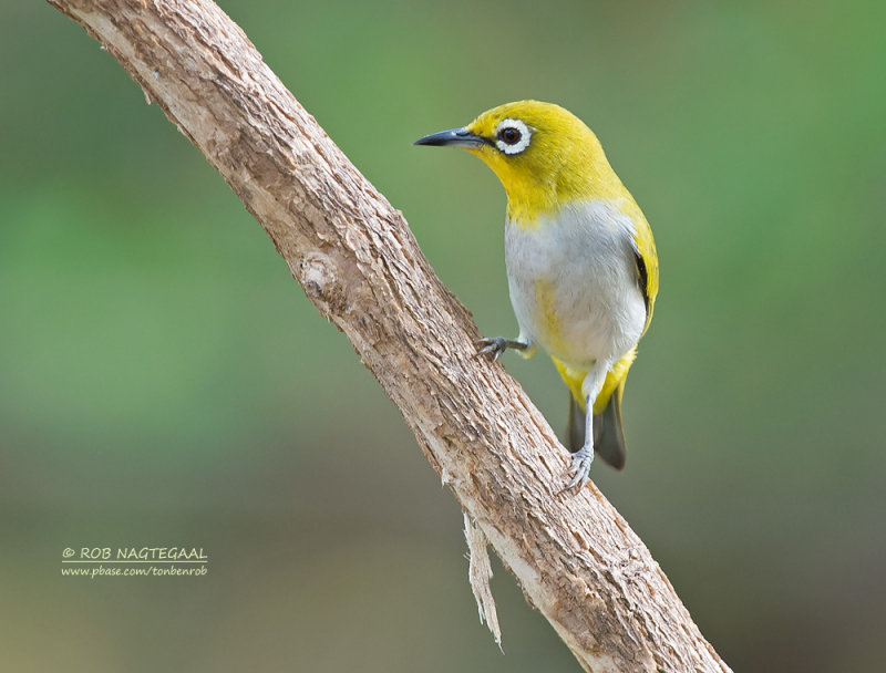 Swinhoes brilvogel - Swinhoes White-eye - Zosterops simplex