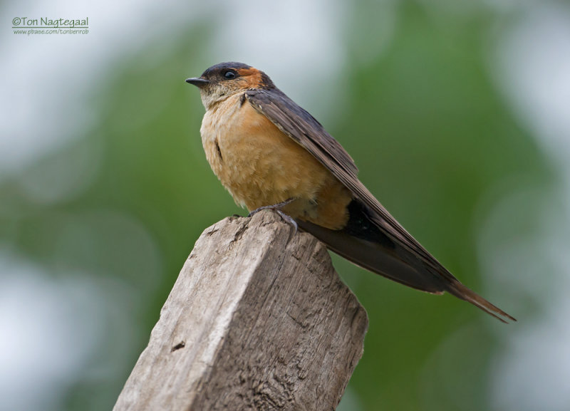 Roodstuitzwaluw - Red-rumped Swallow - Cecropis daurica