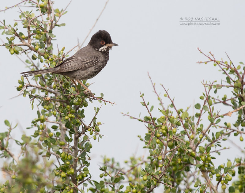 Cyprusgrasmus - Cyprus Warbler - Sylvia melanothorax