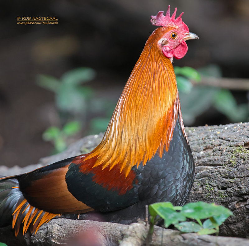 Bankivahoen - Red Junglefowl - Gallus gallus gallus