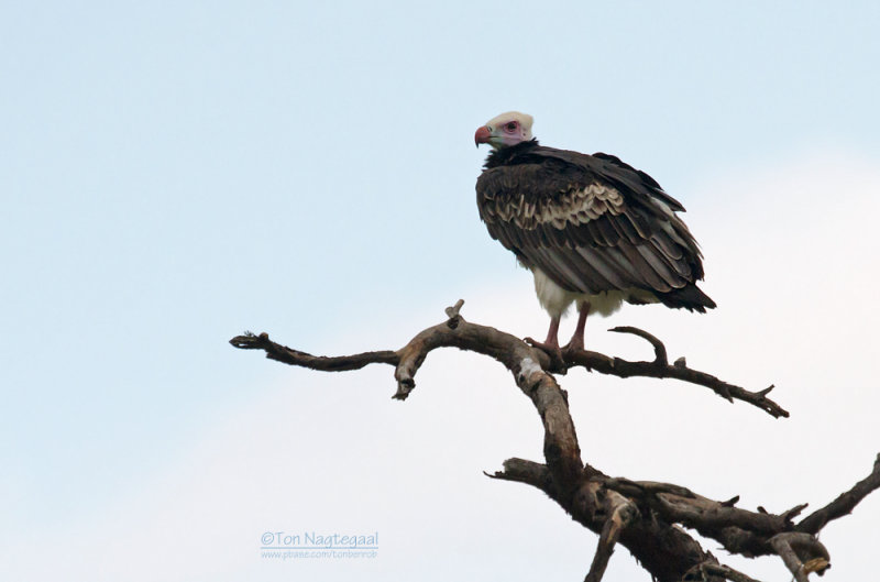 Witkopgier - White-headed Vulture - Trigonoceps occipitalis