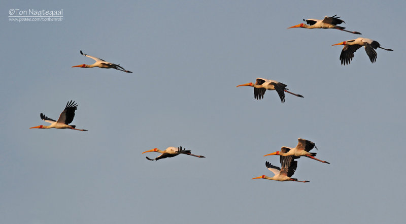 Afrikaanse nimmerzat  - Yellow-billed Stock - Mycteria ibis