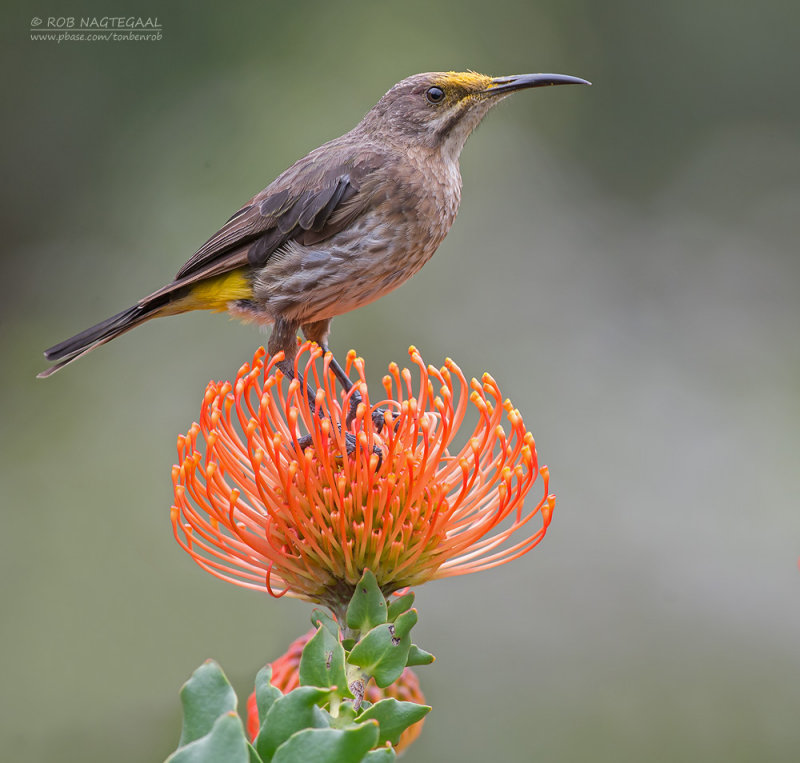 Kaapse Suikervogel - Cape Sugarbird - Promerops cafer