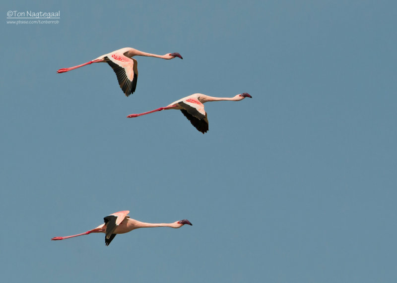 Kleine Flamingo - Lesser Flamingo - Phoenicopterus minor 