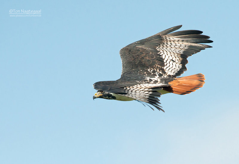 Augur Buizerd - Augur Buzzard - Buteo augur