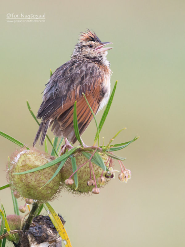 Roodnekleeuwerik - Rufous-naped Lark - Mirafra africana tropicalis