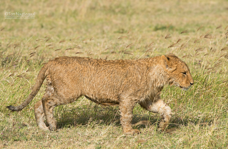 Oost-Afrikaanse Leeuw - Masai Lion - Panthera leo nubica