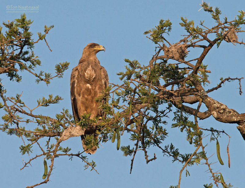 Savanne Arend - Tawny Eagle - Aquila rapax