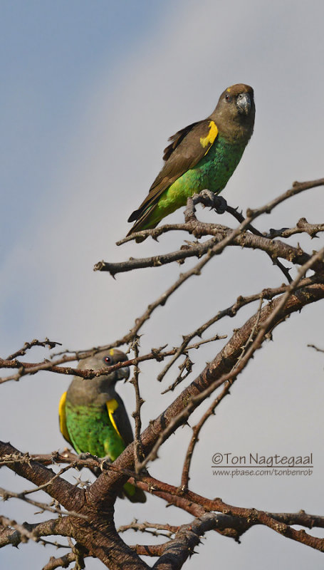 Meyers papegaai - Brown Parrot - Poicephalus meyeri