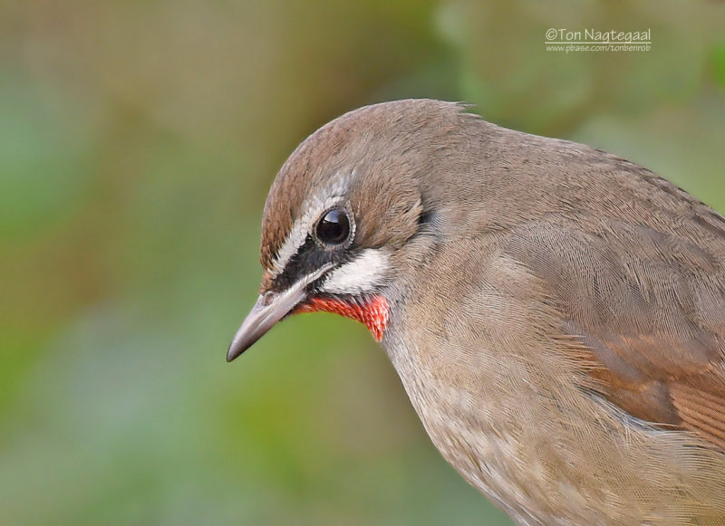 Roodkeelnachtegaal - Siberian Rubythroat - Calliope calliope