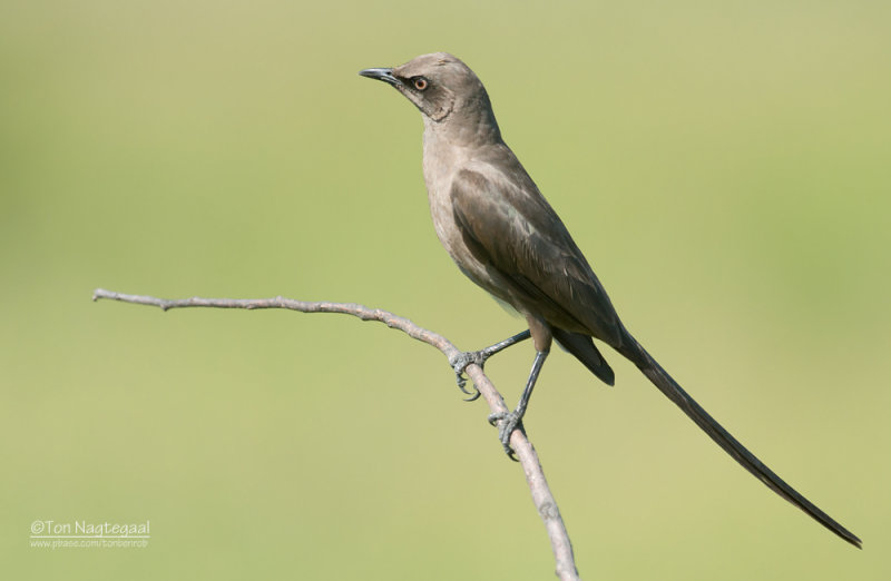 Grijze glansspreeuw - Ashy Starling - Cosmopsarus unicolo