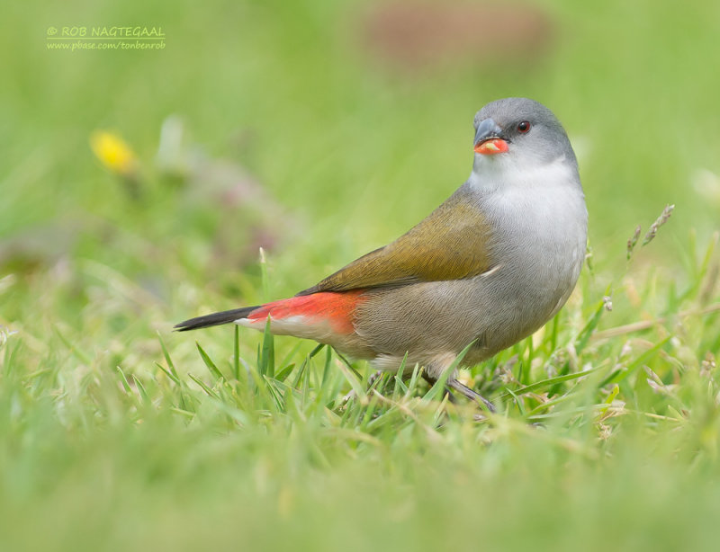 Groenrugastrild - Swee Waxbill - Coccopygia melanotis