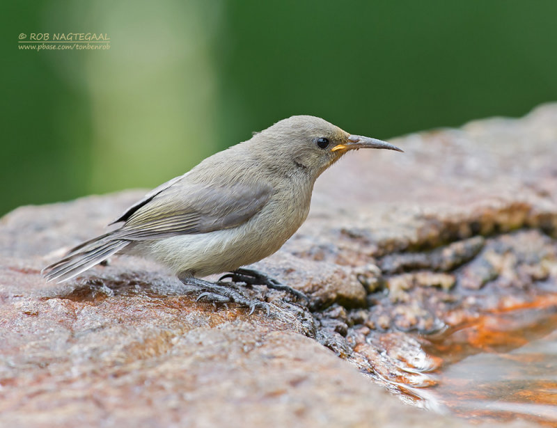 Kleine Kraaghoningzuiger - Southern Double-collared Sunbird - Cinnyris chalybeus