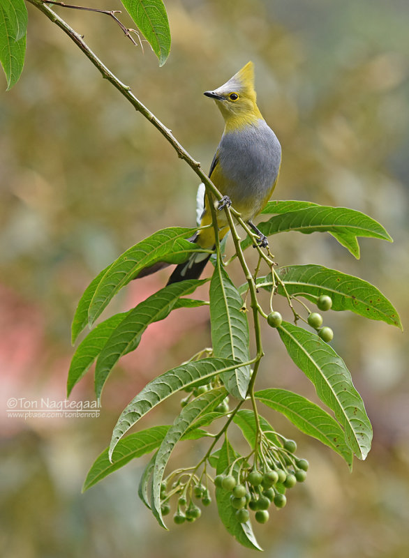 Langstaartzijdevliegenvanger  - Long-tailed Silky-flycatcher - Ptiliogonys caudatus