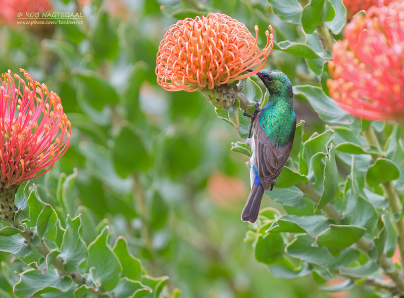 Kleine Kraaghoningzuiger - Southern Double-collared Sunbird - Cinnyris chalybeus