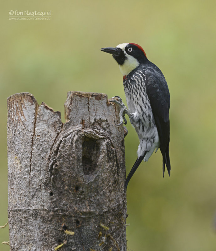 Eikelspecht  - Acorn Woodpecker - Melanerpes formicivorus striatipectus 