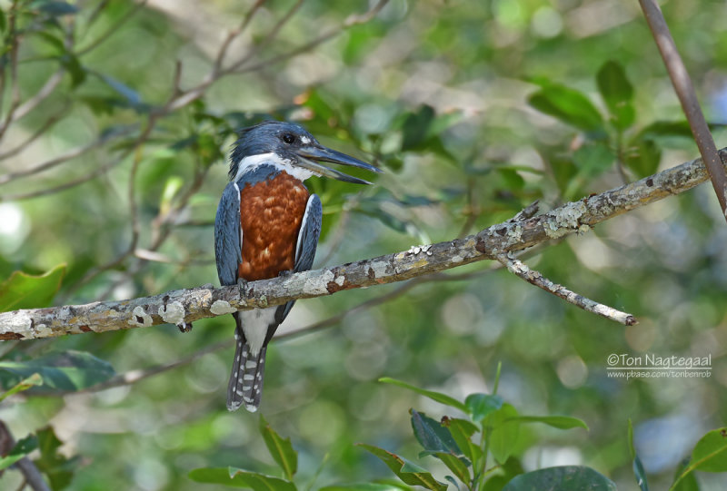 Amerikaanse reuzenijsvogel - Ringed Kingfischer - Megaceryle torquata torquata