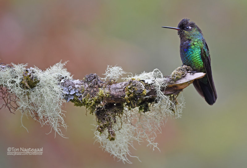 Irazu-kolibrie - Fiery-Throated Hummingbird - Panterpe insignis