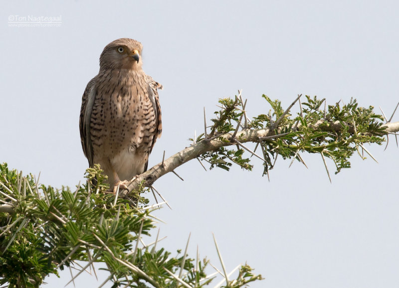 Grote Torenvalk - Greater Kestrel - Falco rupicoloides