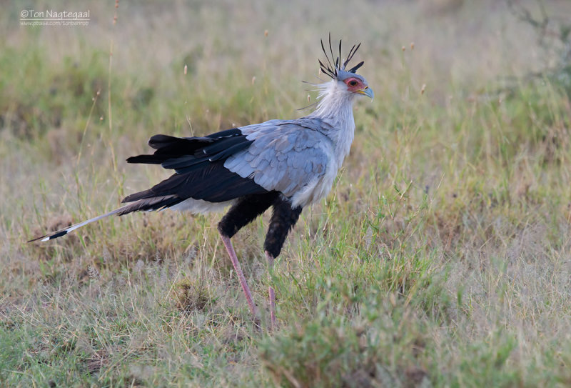 Secretarisvogel - Secretary-bird - Sagittarius serpentarius