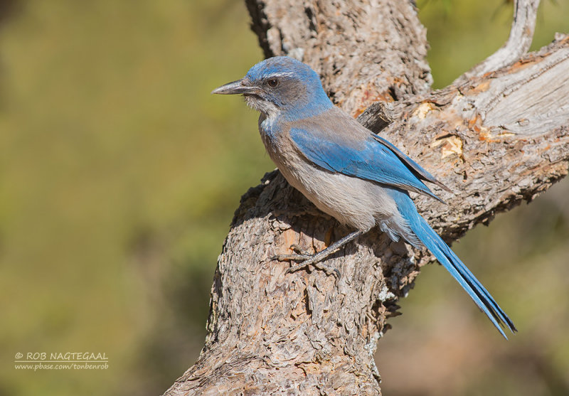 Woodhouses Struikgaai - Woodhouses Scrub-Jay - Aphelocoma woodhouseii woodhouseii