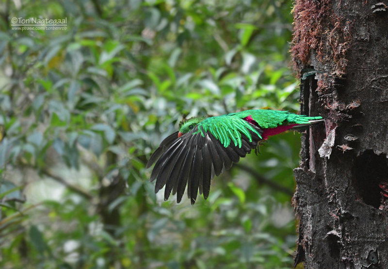 Quetzal  - Resplendent Quetzal - Pharomachrus mocinno