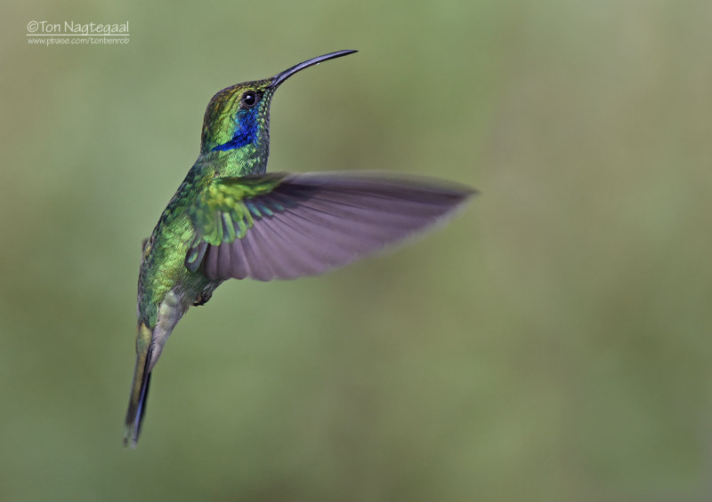 Kleine Violetoorkolibrie - Lesser Violet-ear - Colibri cyanotus cabanidis