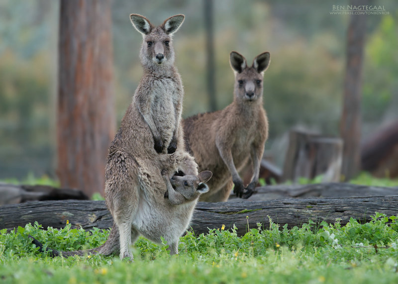 Grijze reuzenkangoeroe - Eastern grey kangaroo - Macropus giganteus