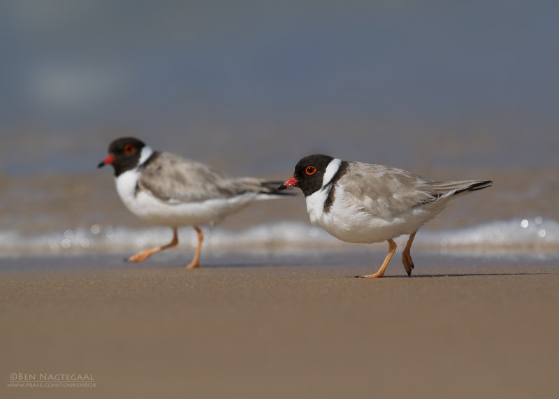 Zwartkopplevier - Hooded Plover - Thinornis Charadrius rubricollis