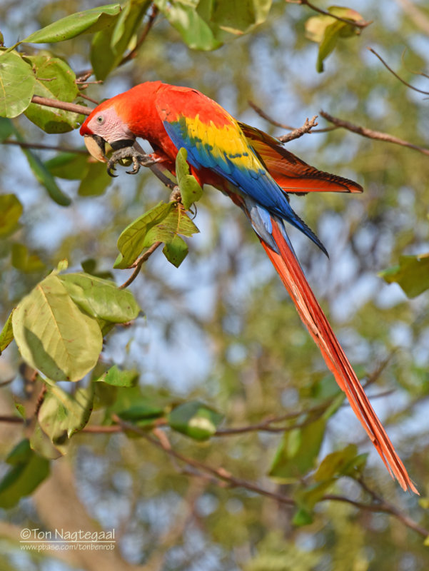 Geelvleugelara - Scarlet Macaw - Ara macao