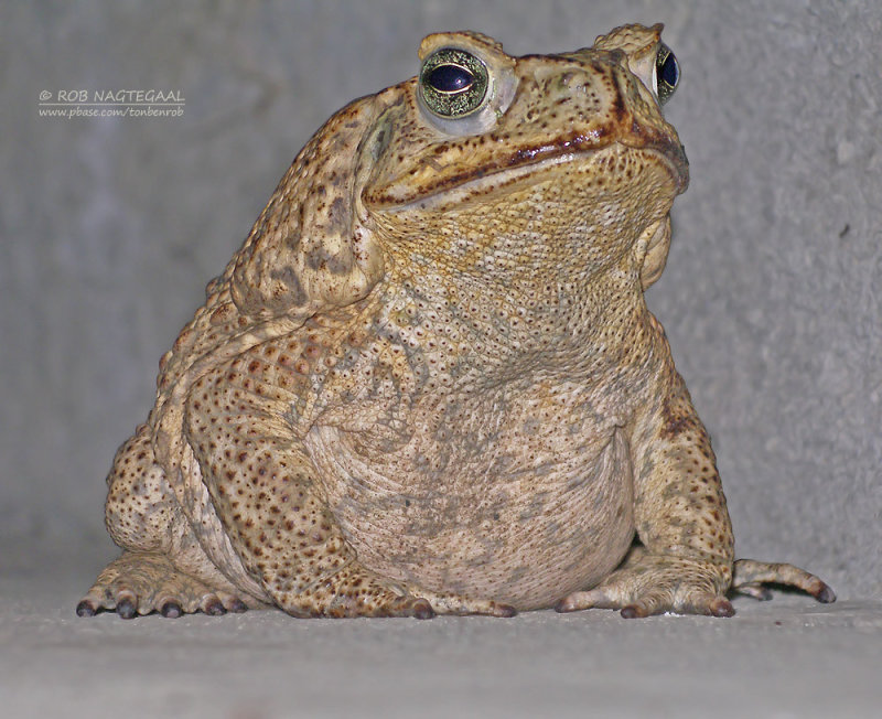 Reuzenpad - Cane Toad - Bufo marinus 