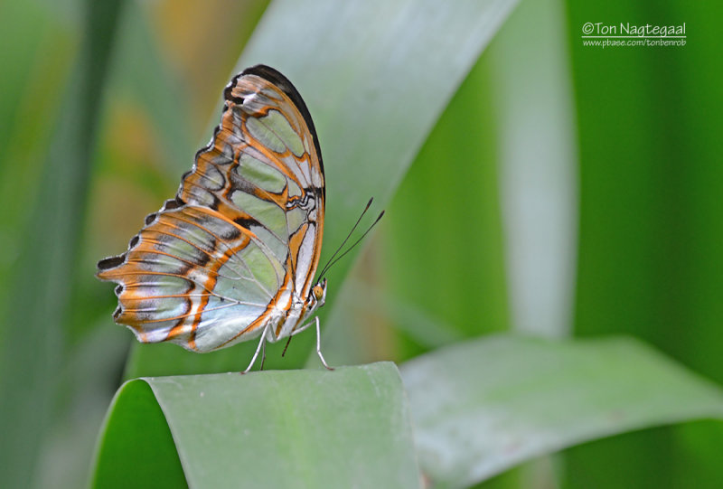 Malachietvlinder - Malachite - Siproeta stelenes