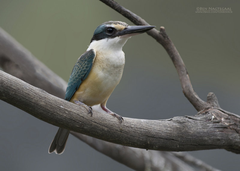 Heilige Ijsvogel - Sacred Kingfisher - Todiramphus sanctus