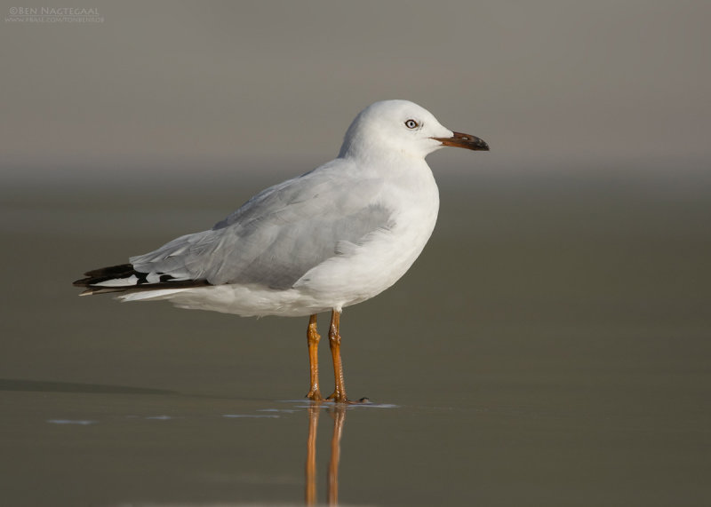 Witkopmeeuw - Silver Gull - Chroicocephalus novaehollandiae