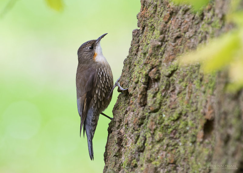 Witkeelkruiper - White-throated Treecreeper - Cormobates leucophaea