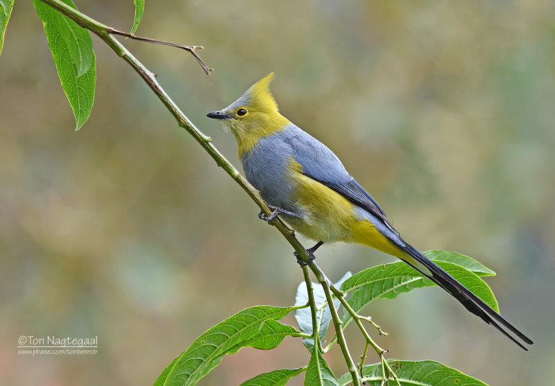 Langstaartzijdevliegenvanger  - Long-tailed Silky-flycatcher - Ptiliogonys caudatus 