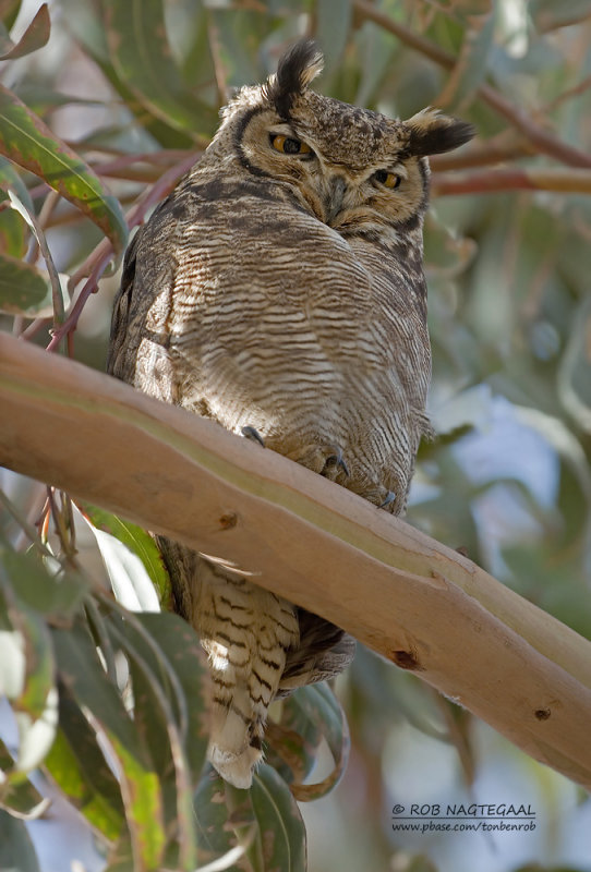 Magelhaenoehoe - Lesser Horned Owl - Bubo magellan