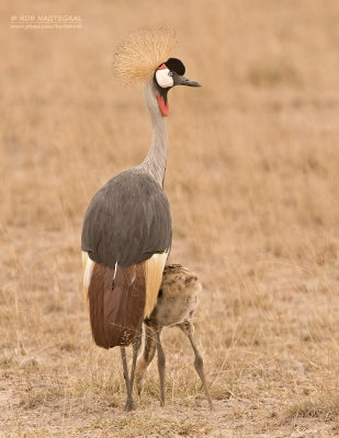 Grijze Kroonkraanvogel - Gray Crowned-Crane - Balearica regulorum