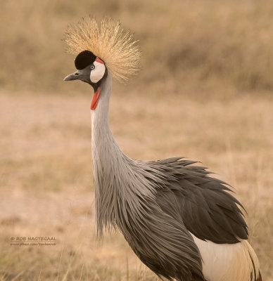 Grijze Kroonkraanvogel - Gray Crowned-Crane - Balearica regulorum