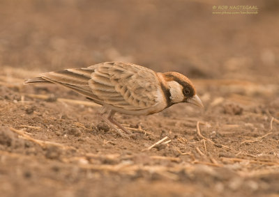 Bruinkap-vinkleeuwerik - Fischer's Sparrow-Lark - Eremopterix leucopareia