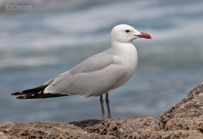 Audouins Meeuw - Audouin's Gull - Larus audoninii