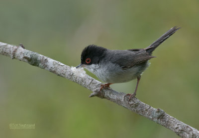 Kleine Zwartkop - Sardinian Warbler - Sylvia melanocephala