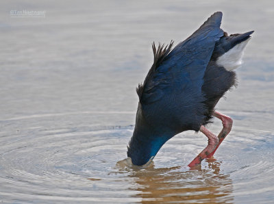 Purperkoet - Purple Swamphen - Porphyrio porphyrio