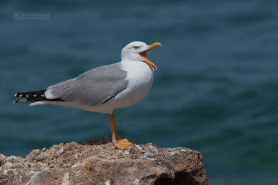 Geelpootmeeuw - Yellowlegged gull - Larus michahellis